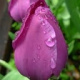 1 Tulp (paars) (leverbaar van aug-dec)